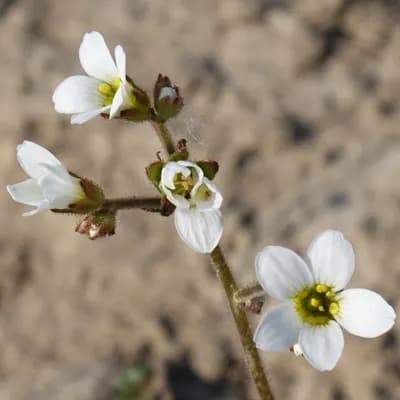 lomikámen zrnatý - náhled 1
