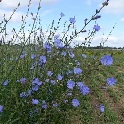 čekanka obecná - náhled 3
