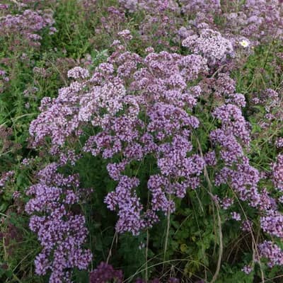 dobromysl obecná - náhled 3