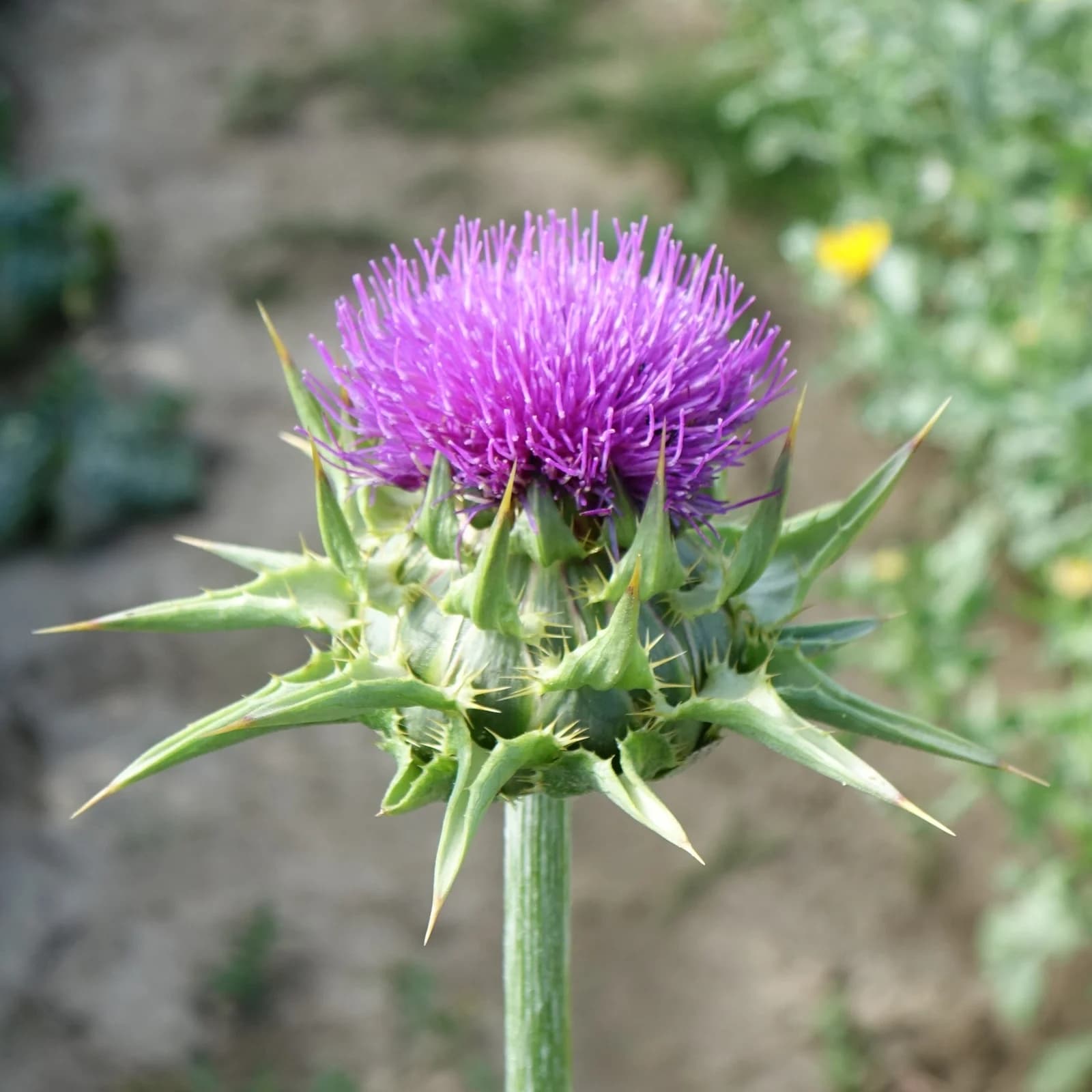ostropestřec mariánský - obrázek 1