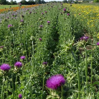 ostropestřec mariánský - náhled 5