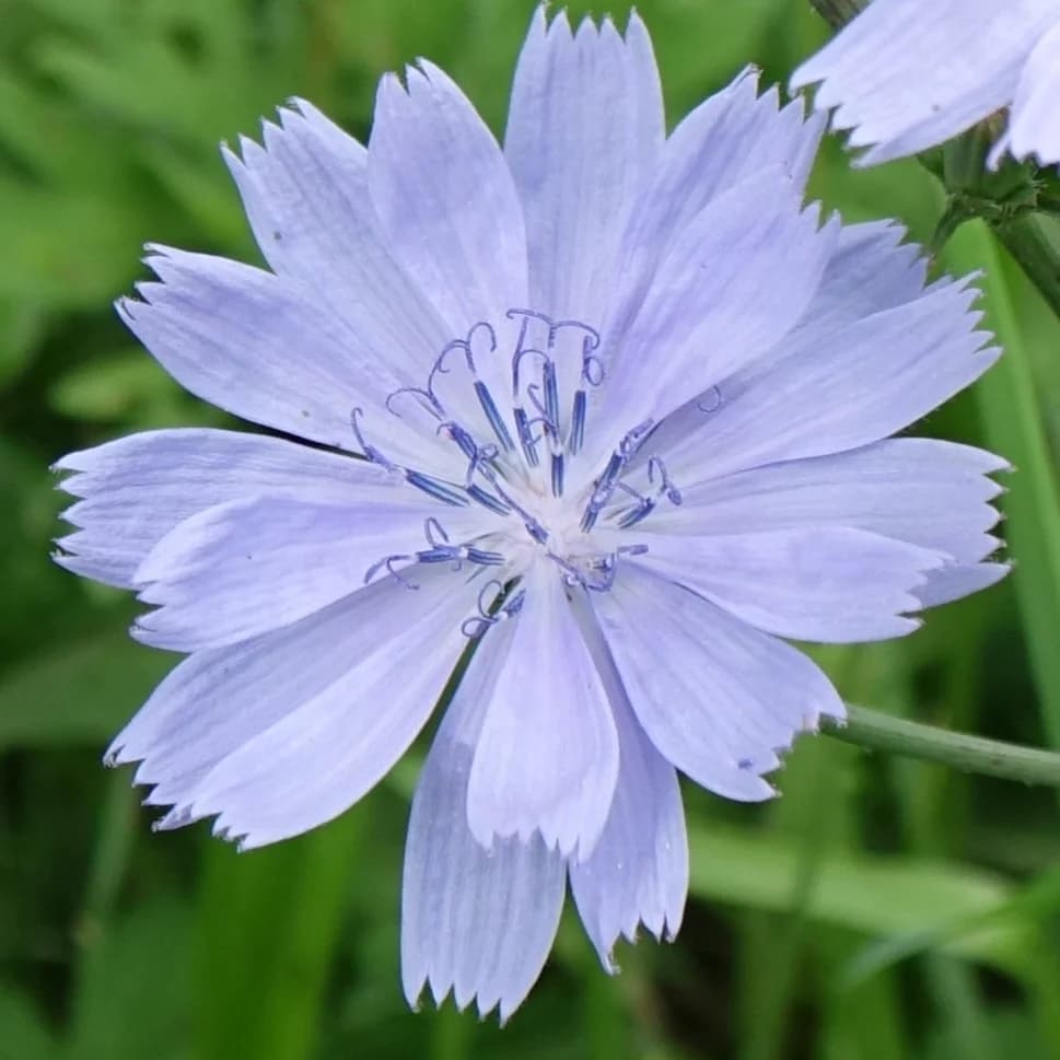 čekanka obecná - obrázek 1