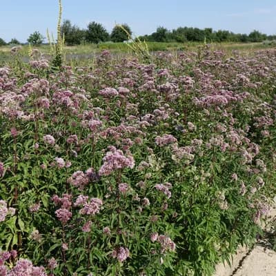 sadec konopáč - náhled 3