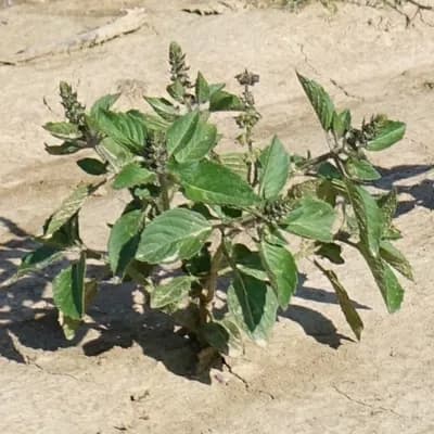 bazalka posvátná - náhled 2