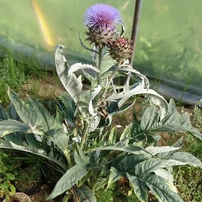 artyčok kardový zahradní - náhled 2