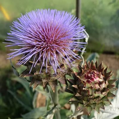 artyčok kardový zahradní - náhled 1