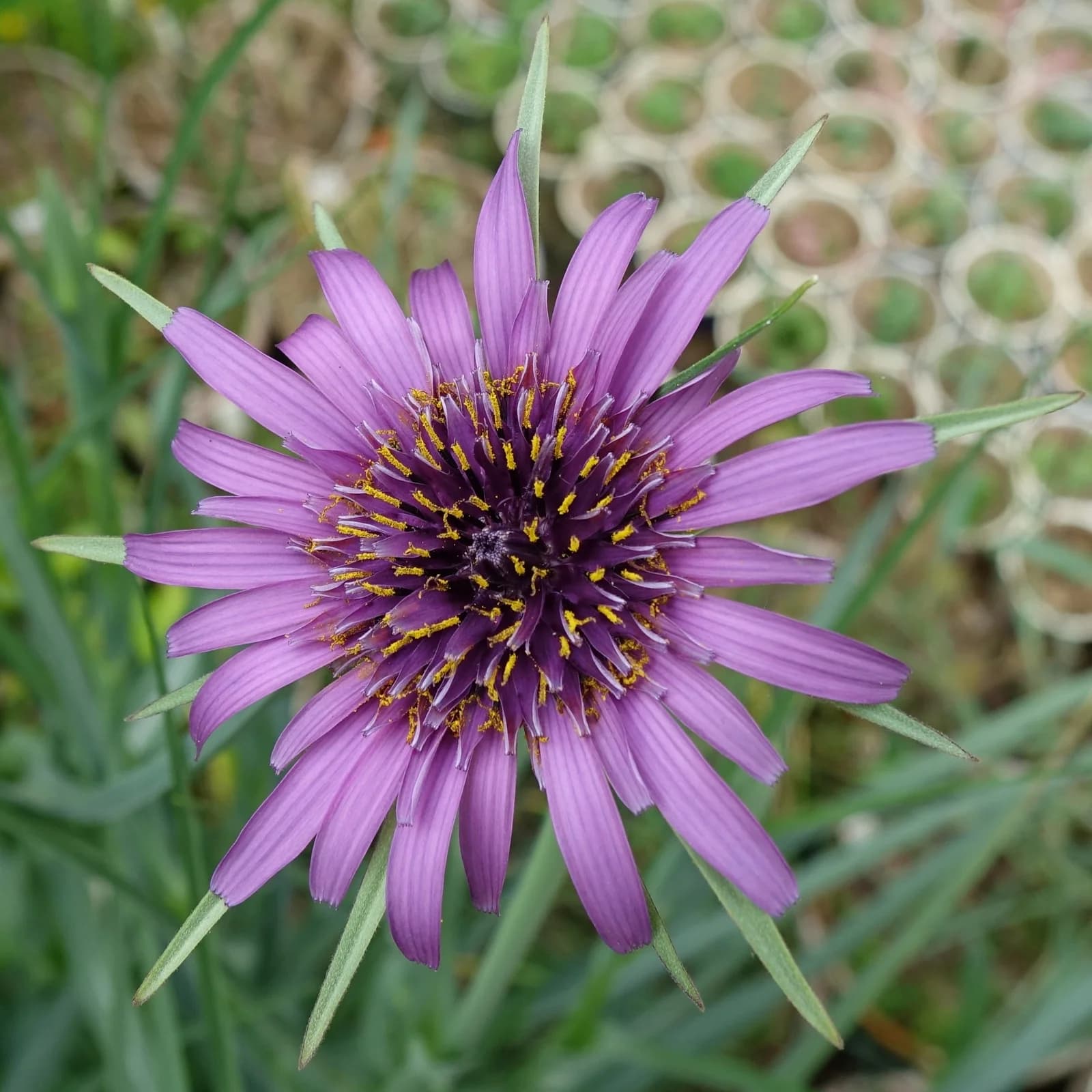 kozí brada pórolistá - obrázek 1