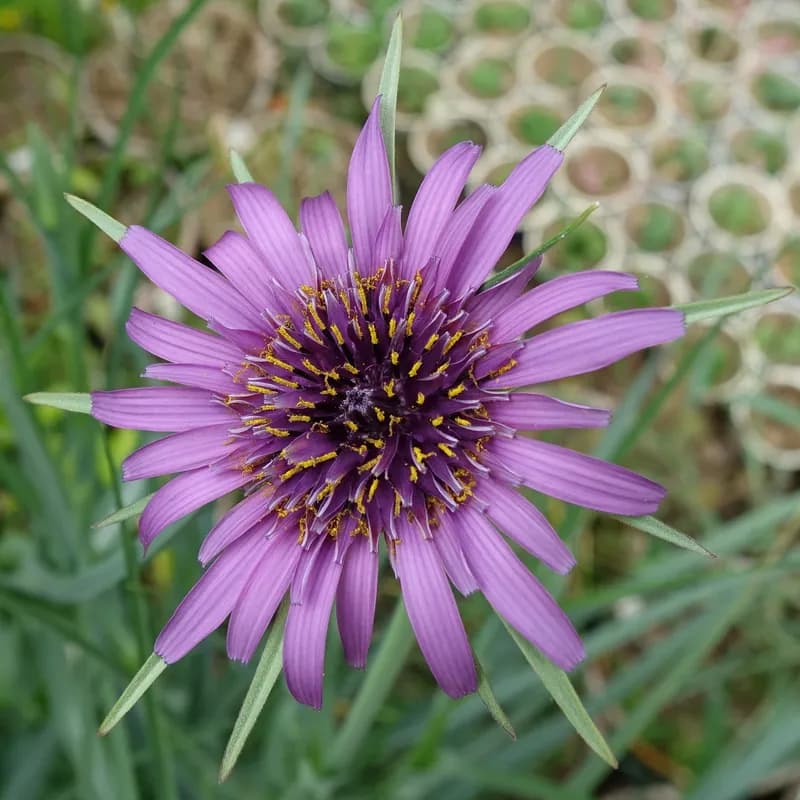 kozí brada pórolistá