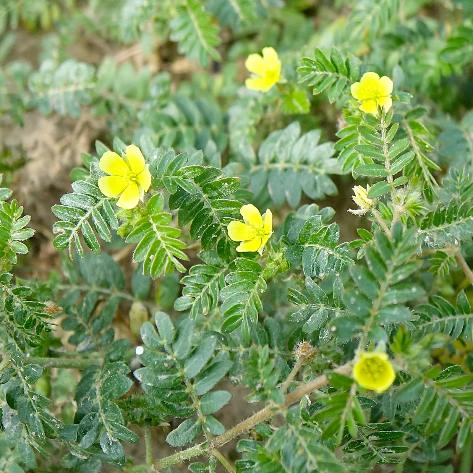 kotvičník zemní - obrázek 1