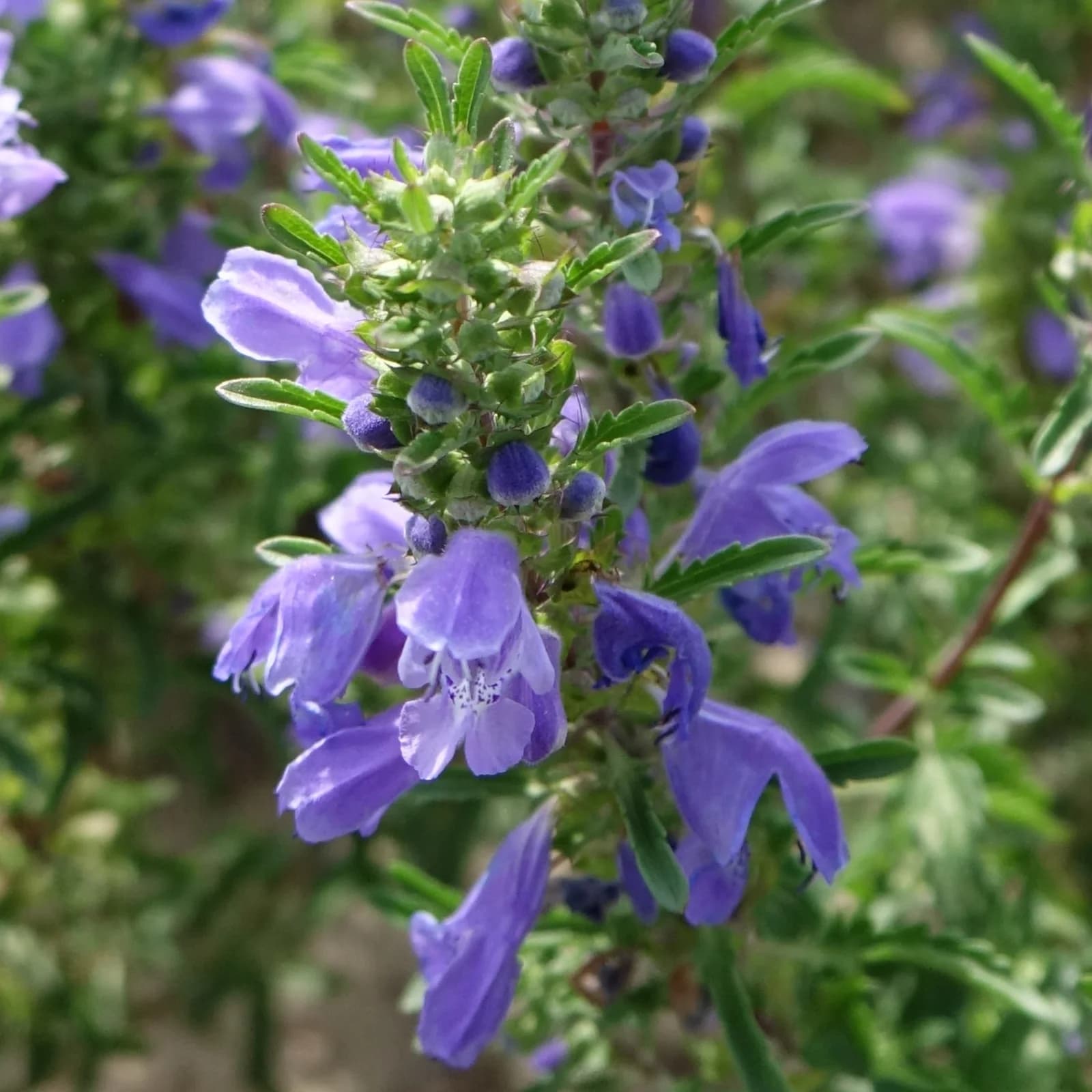 včelník moldavský - obrázek 1