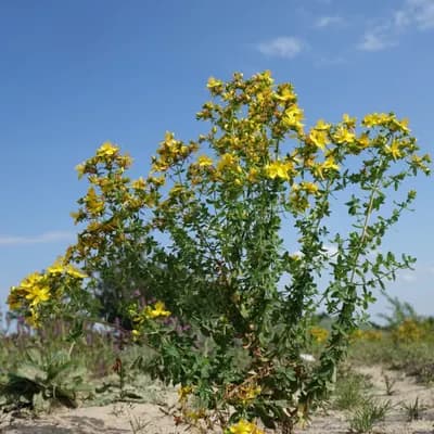 třezalka tečkovaná - náhled 5