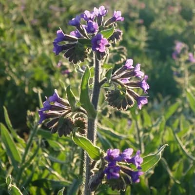 pilát lékařský - náhled 2