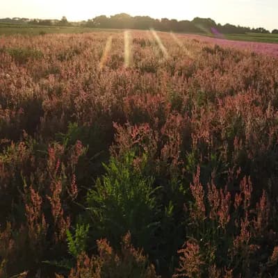 šťovík kyselý - náhled 2