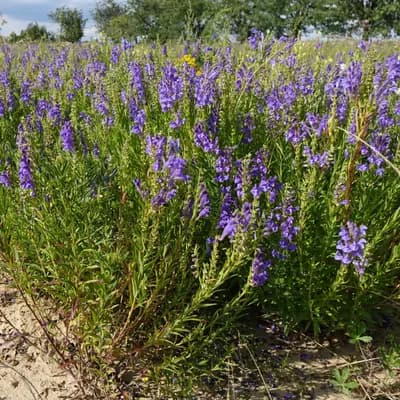 šišák bajkalský - náhled 3