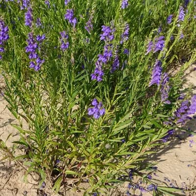 šišák bajkalský - náhled 2