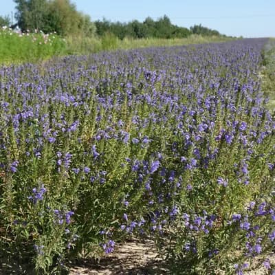 včelník moldavský - náhled 3