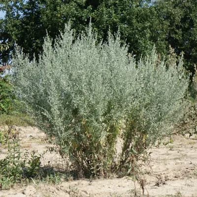 pelyněk pravý - náhled 2