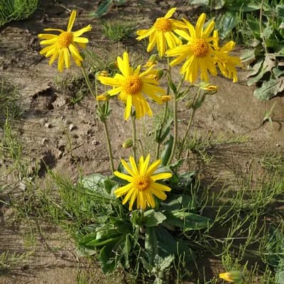 arnika horská - náhled 2