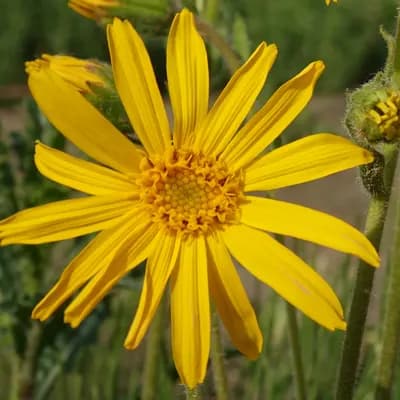 arnika horská - náhled 1