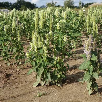 agastache vrásčitá - náhled 2