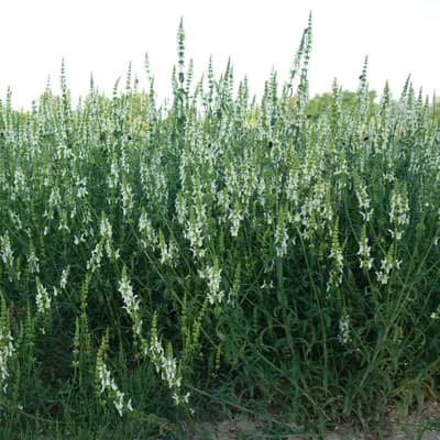 čistec přímý - náhled 3