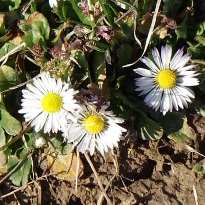 sedmikráska chudobka - náhled 1