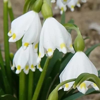 bledule jarní - náhled 1