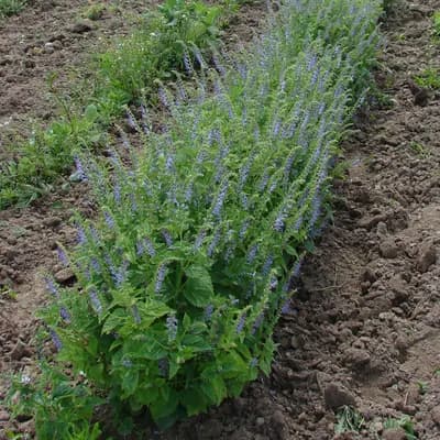 šišák stranokvětý - náhled 2