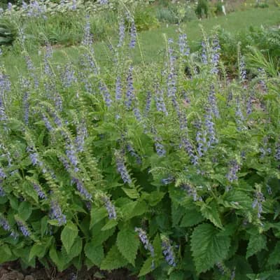 šišák stranokvětý - náhled 1