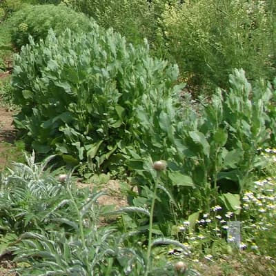 máří list balšámový - náhled 2