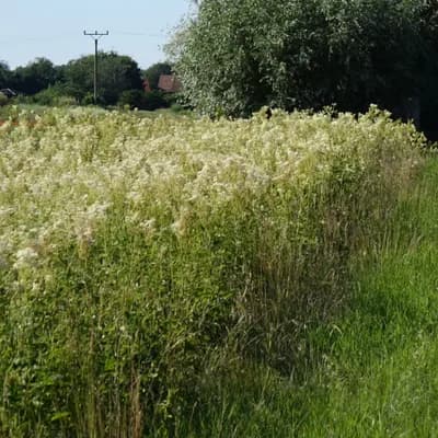 tužebník jilmový - náhled 4