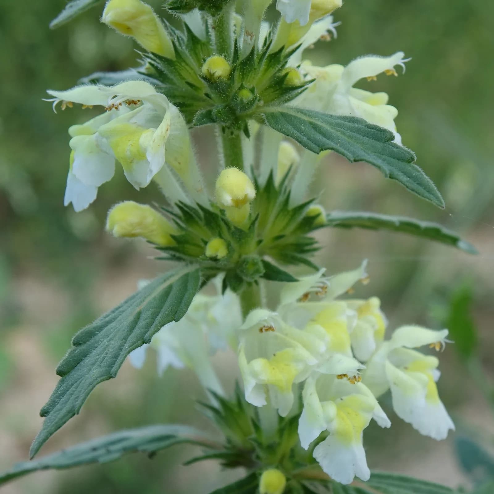 konopice bledožlutá - obrázek 1