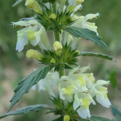 konopice bledožlutá - náhled 1