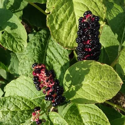 líčidlo americké - náhled 2