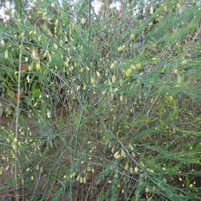 chřest lékařský - náhled 2