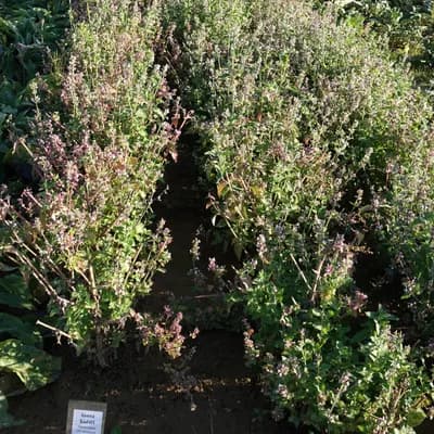 šanta kočičí - náhled 2