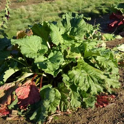 reveň kadeřavá - náhled 4