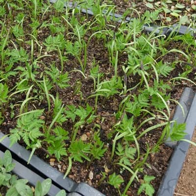 čechřice vonná - náhled 4