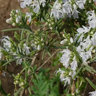 rozmarýn lékařský - náhled 3