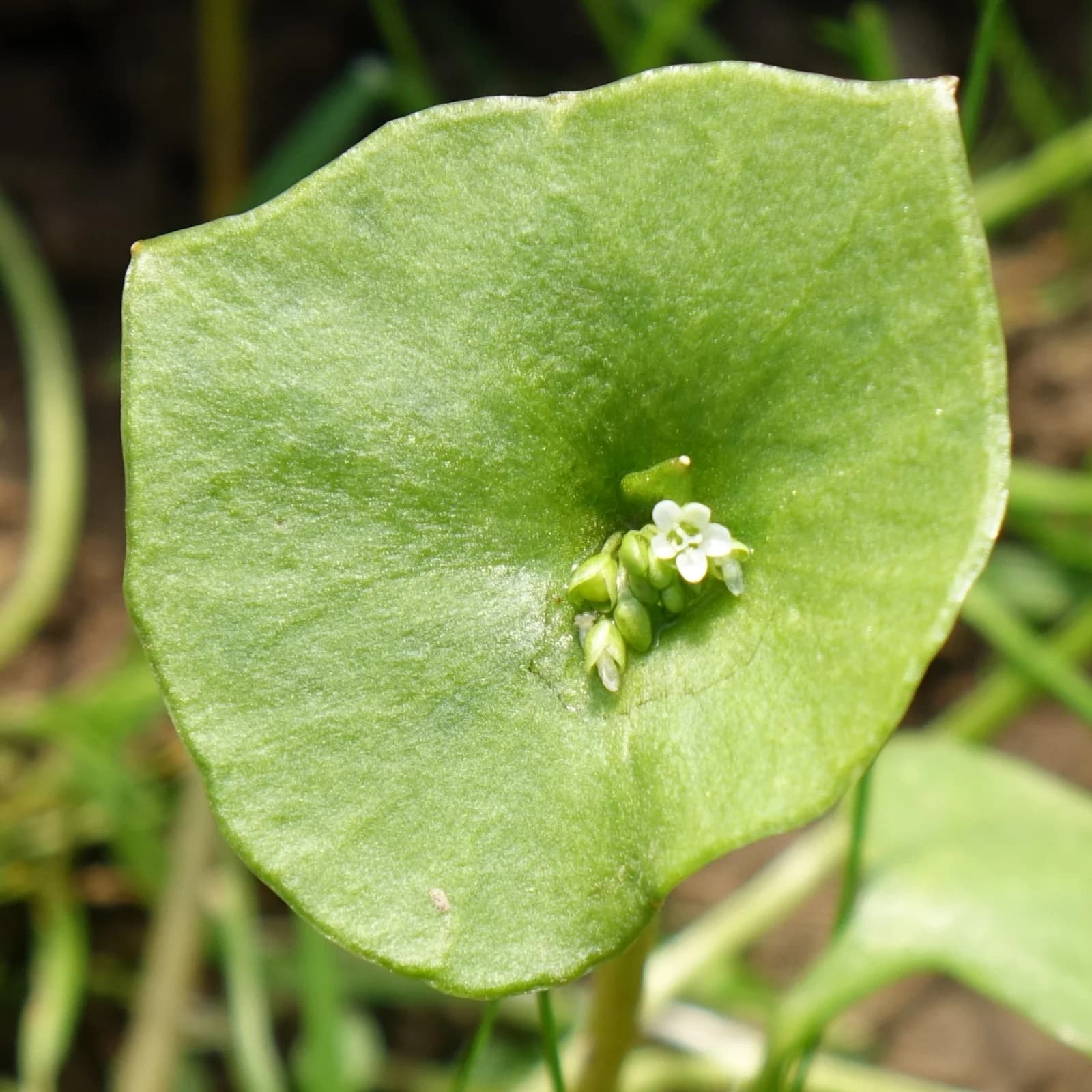batolka prorostlá - obrázek 1