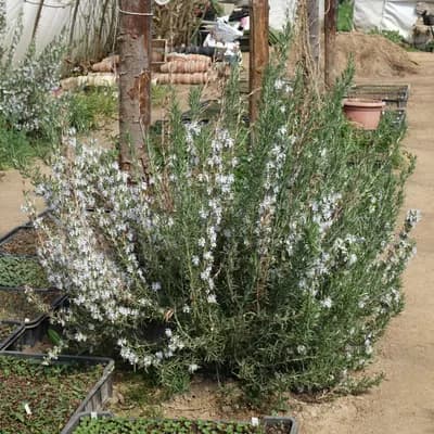 rozmarýn lékařský - náhled 2