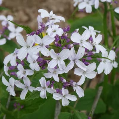 měsíčnice vytrvalá - náhled 2