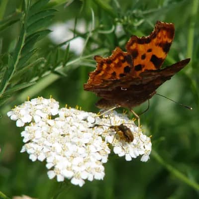 řebříček obecný - náhled 1