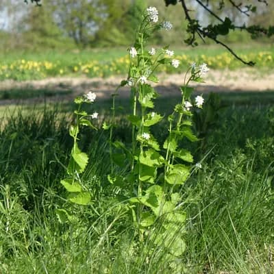 česnáček lékařský - náhled 2