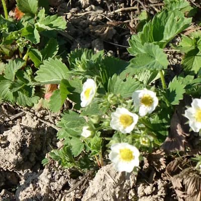 jahodník měsíční - náhled 2