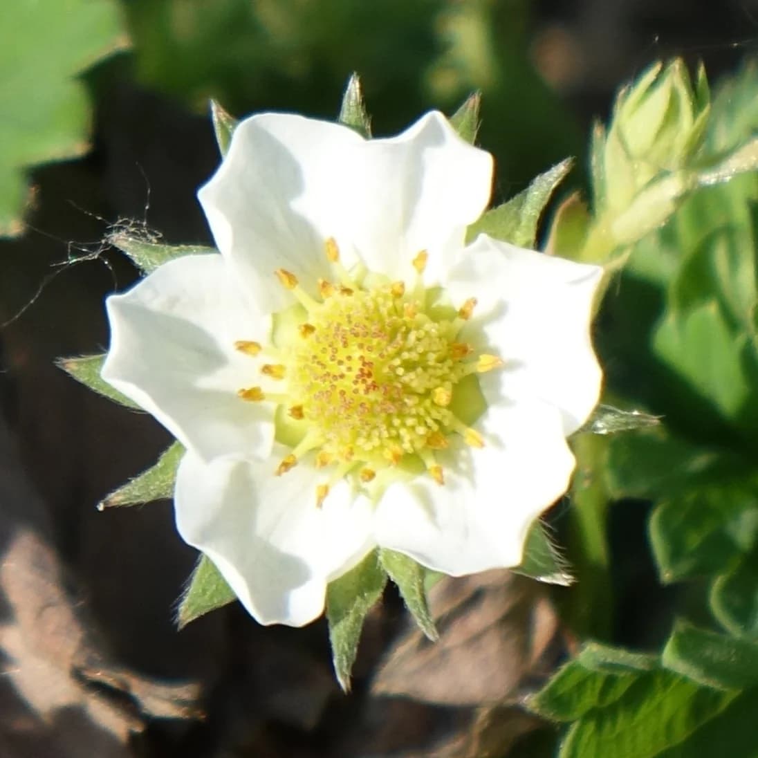 jahodník měsíční - obrázek 1