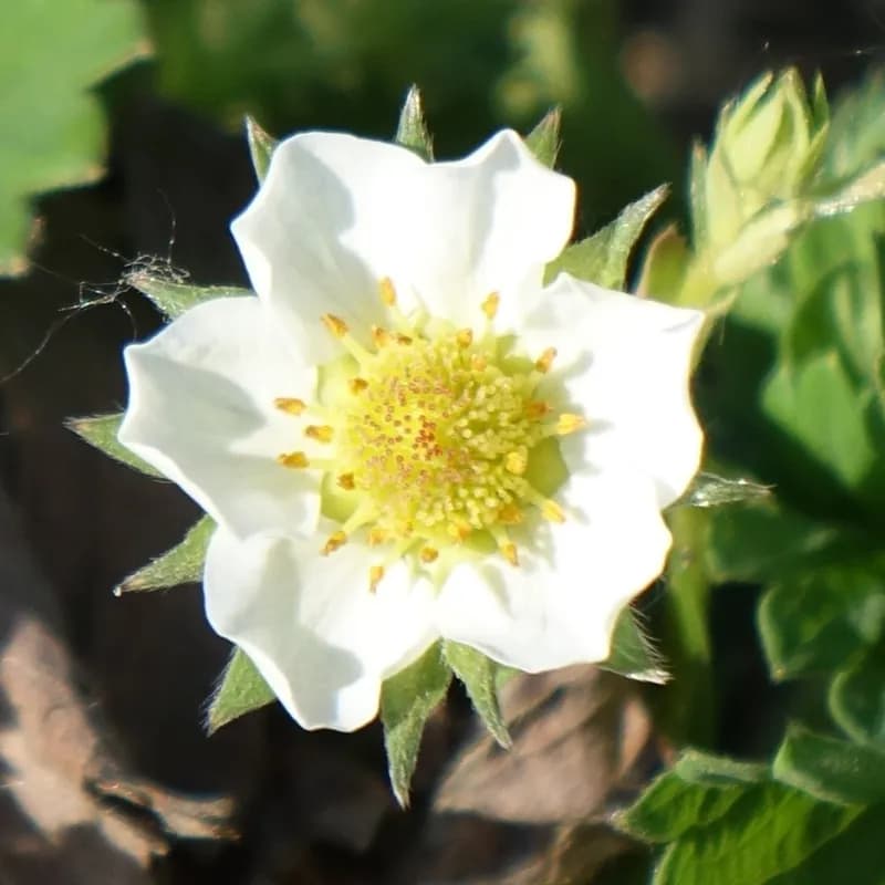 jahodník měsíční