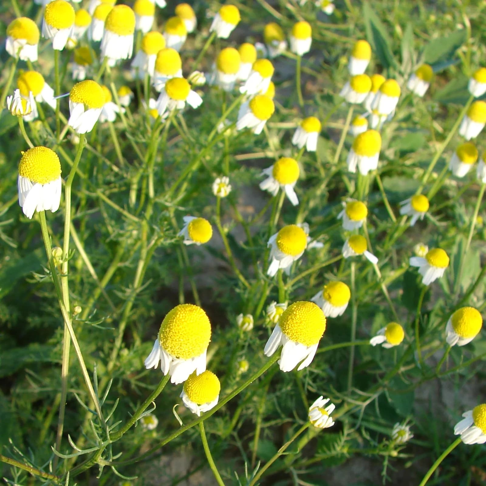 heřmánek pravý - obrázek 1