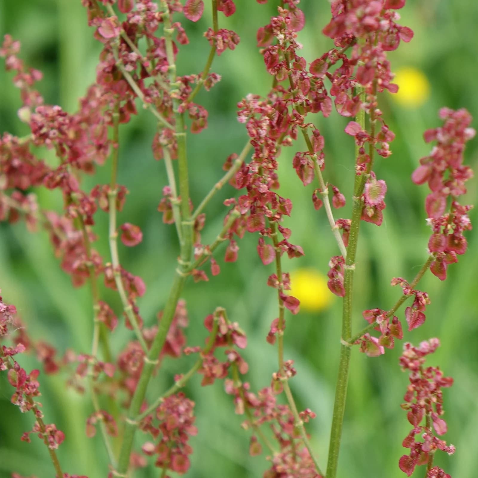 šťovík kyselý - obrázek 1