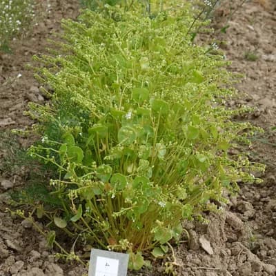 batolka prorostlá - náhled 3